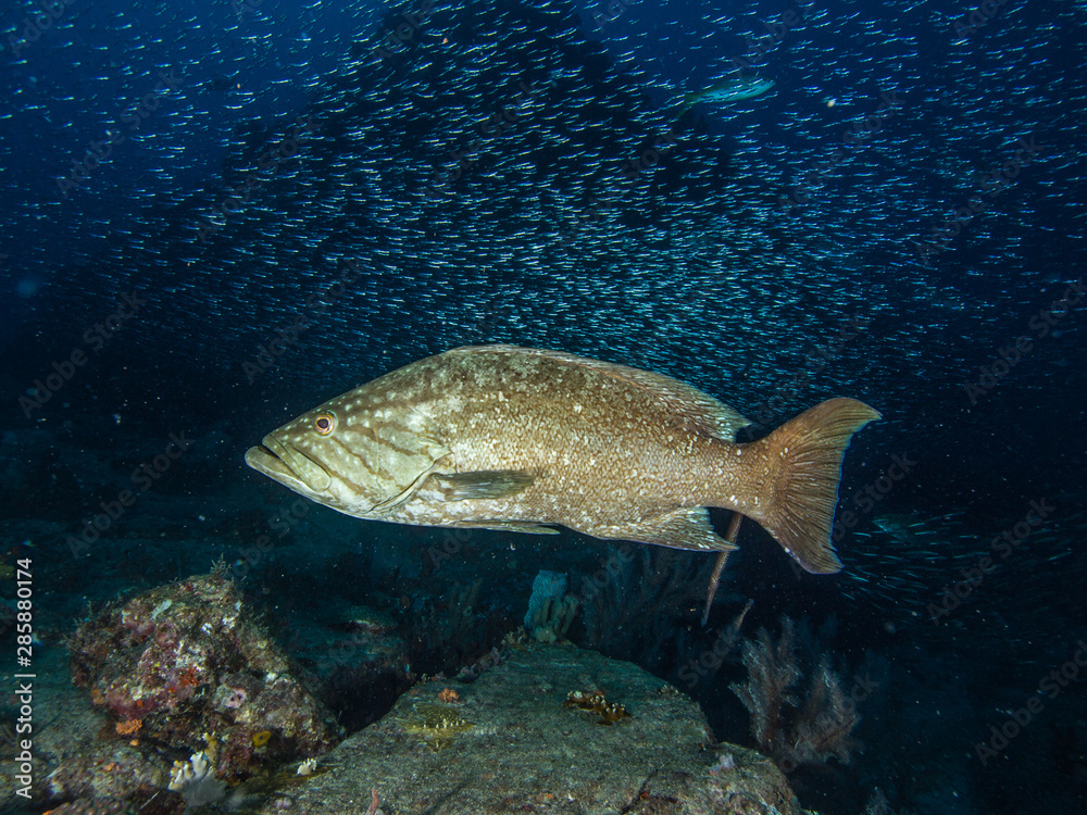 Fototapeta premium Mycteroperca acutirostris- los roques venezuela