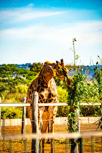 A beautiful view of giraffe eating