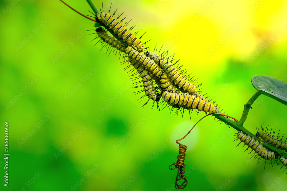 Fototapeta premium Chrysalis Leopard Lacewingss (Cethosia cyane) Butterfly on the green leaf