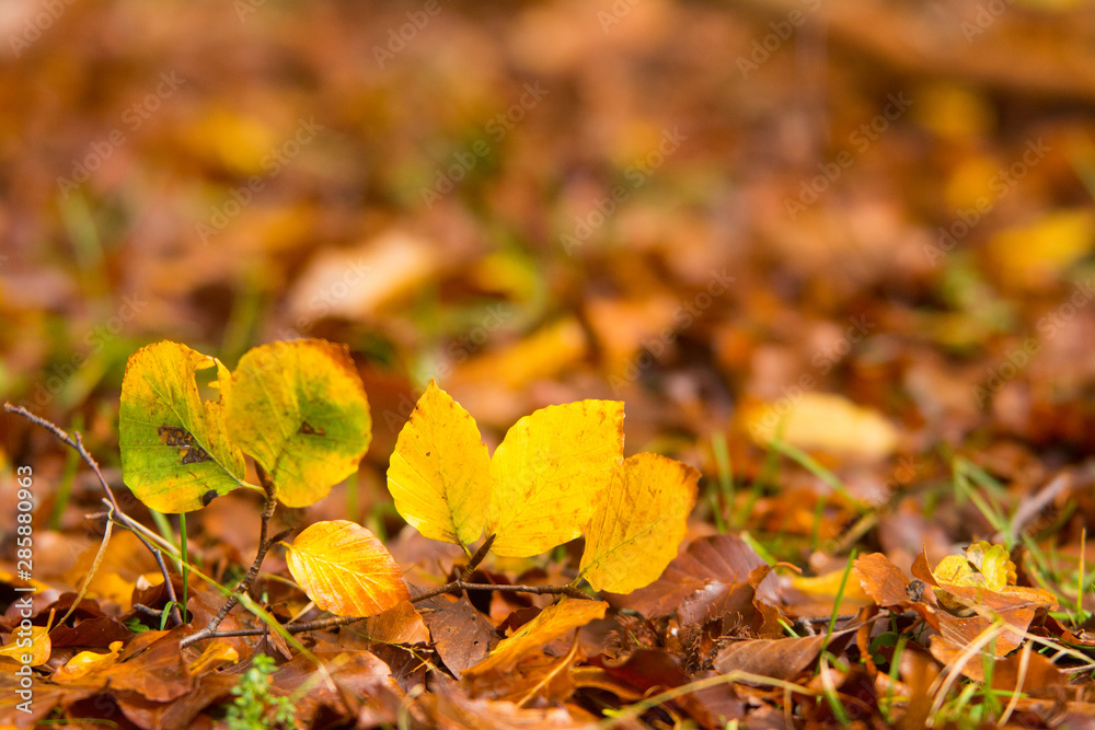 Foliage in Monti Simbruini national park, Lazio, Italy. Autumn colors in a beechwood. Beechs with yellow leaves. Foliage in Monti Simbruini national park, Lazio, Italy. Autumn colors in a beechwood. Beechs with yellow leaves.
