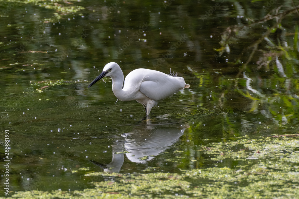 Obraz premium Little egret (Egretta garzetta)
