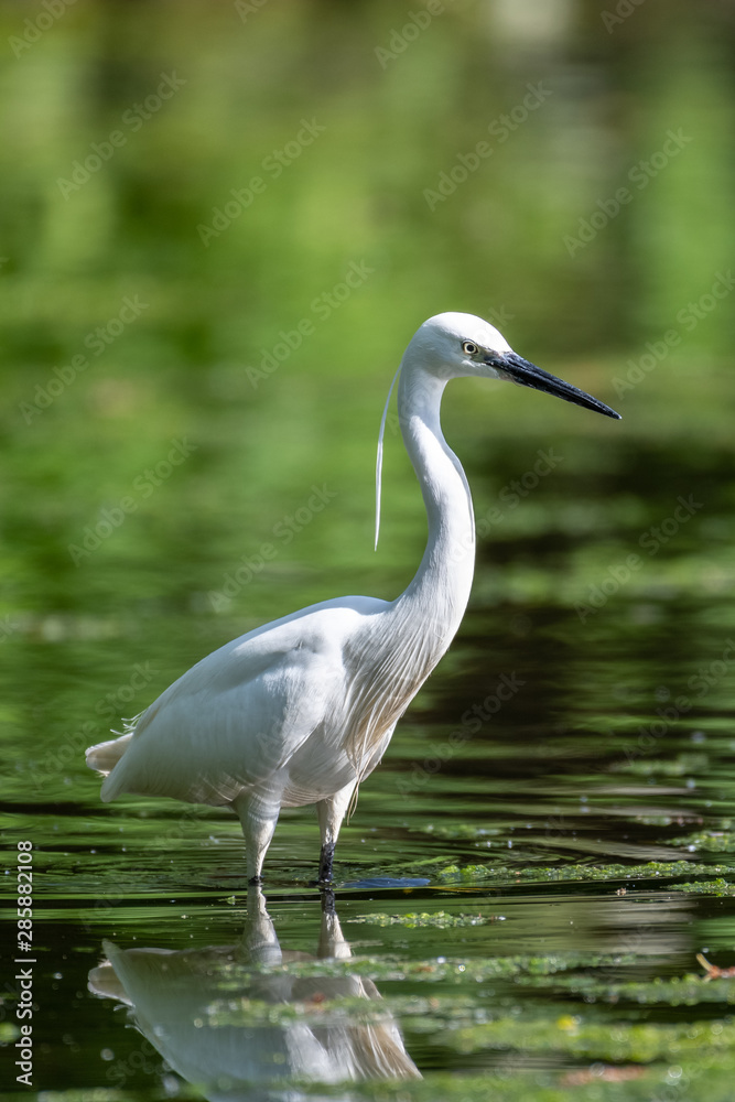 Little egret (Egretta garzetta)