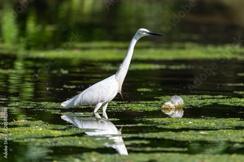 Little egret (Egretta garzetta)