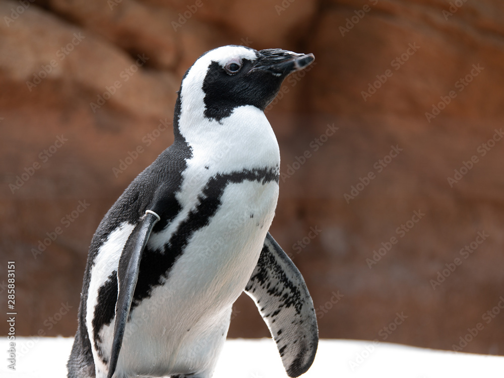 Obraz premium Cute animals at the zoo