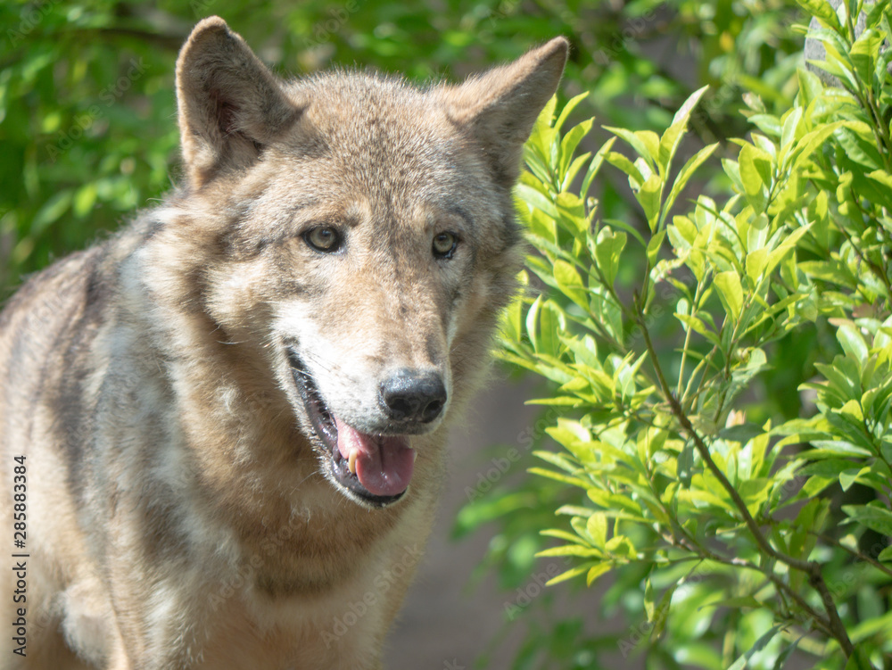 Fototapeta premium Cute animals at the zoo