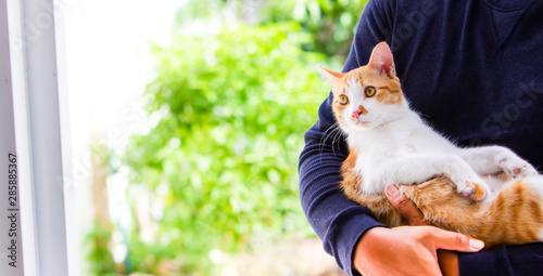 Photography addition, adorable, animal, background, backyard, beautiful, breed, cat, color,