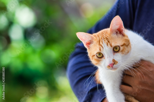 Photography addition, adorable, animal, background, backyard, beautiful, breed, cat, color,