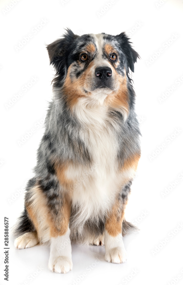 australian shepherd in studio