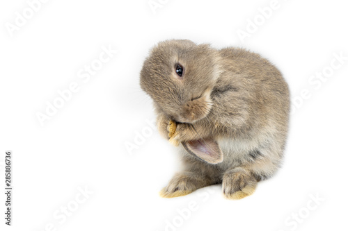 Funny bunny or baby rabbit fur gray and long ear is sitting and cleaning ears for Easter Day on white background.