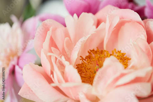 Photo of a dusty pink peony on a blurry background