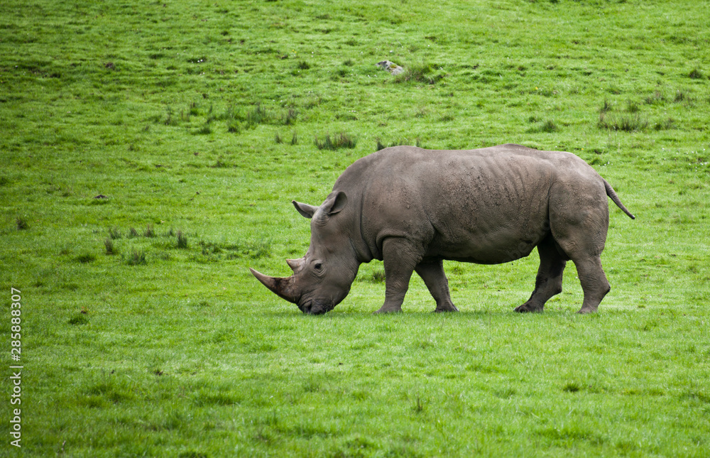 Fototapeta premium white rhinoceros in the wild