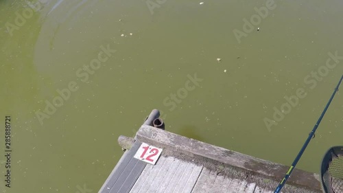 Angler cating carp in commercial day ticket fishery and returning alive for conservation andd further sport. photo