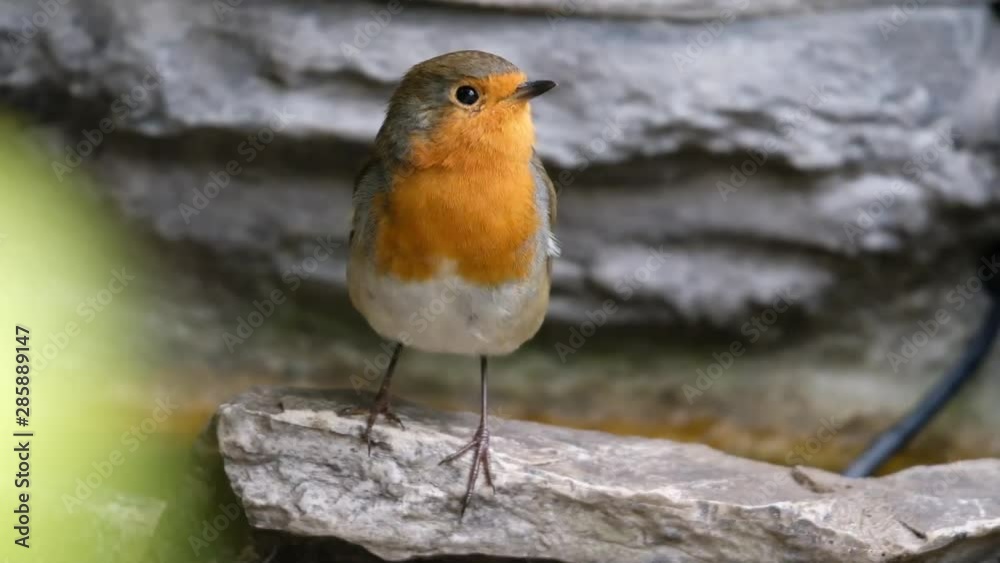 Robin looking for food in urban house garden. UK. Robin looking for food in urban house garden. UK.