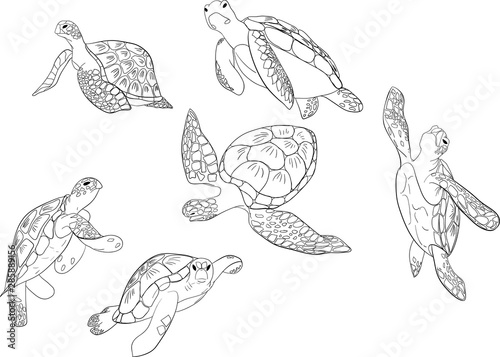 set of sea turtle isolated white background