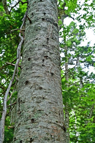 ヒグマの爪痕が残る広葉樹の大木＠知床五湖、北海道
