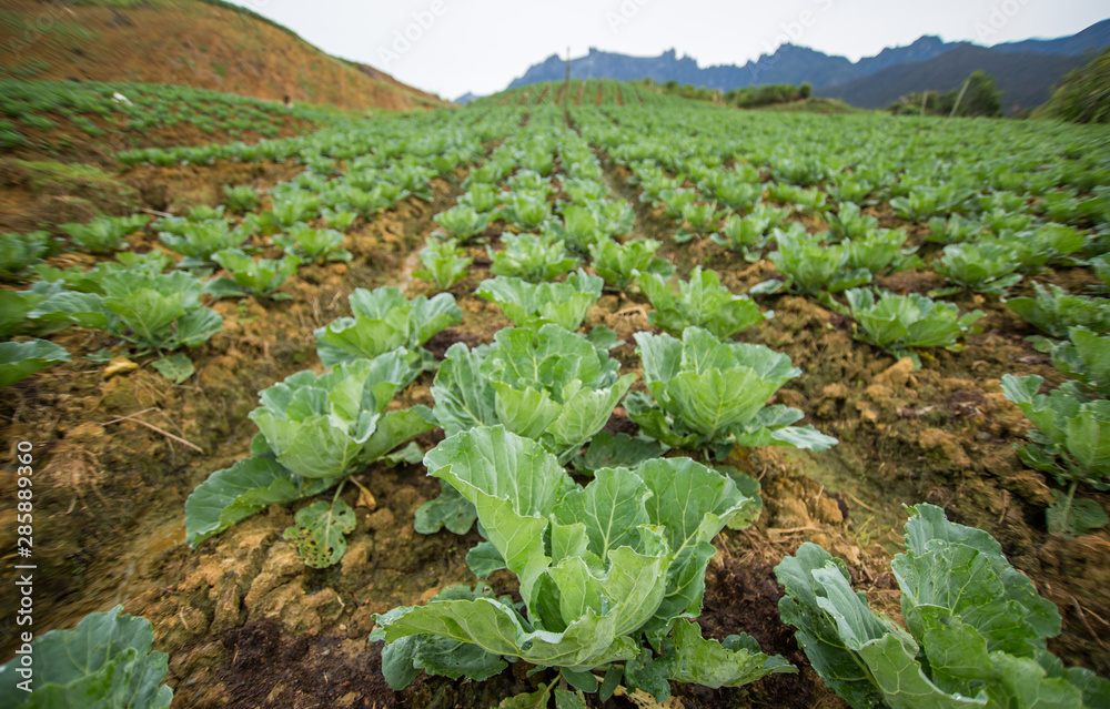 amazing view of vegetables farming amazing view of vegetables farming