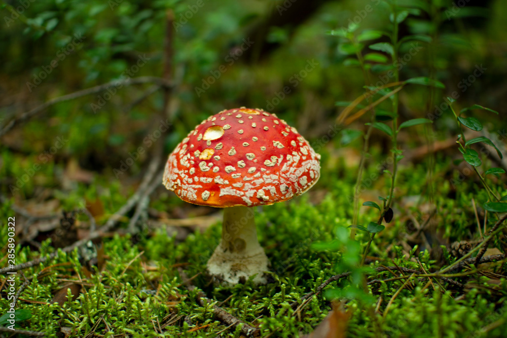 Mushroom fly agaric in pine forests.Poisonous mushroom. Mushroom fly agaric in pine forests.Poisonous mushroom.