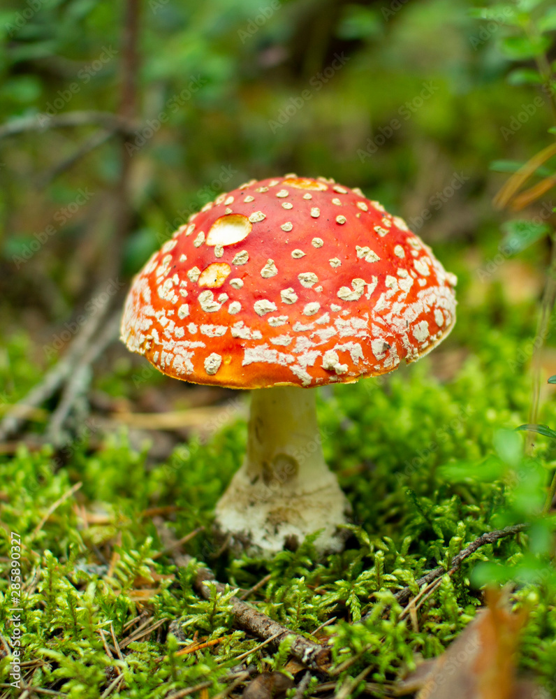 Mushroom fly agaric in pine forests.Poisonous mushroom. Mushroom fly agaric in pine forests.Poisonous mushroom.