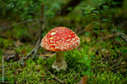 Mushroom fly agaric in pine forests.Poisonous mushroom.