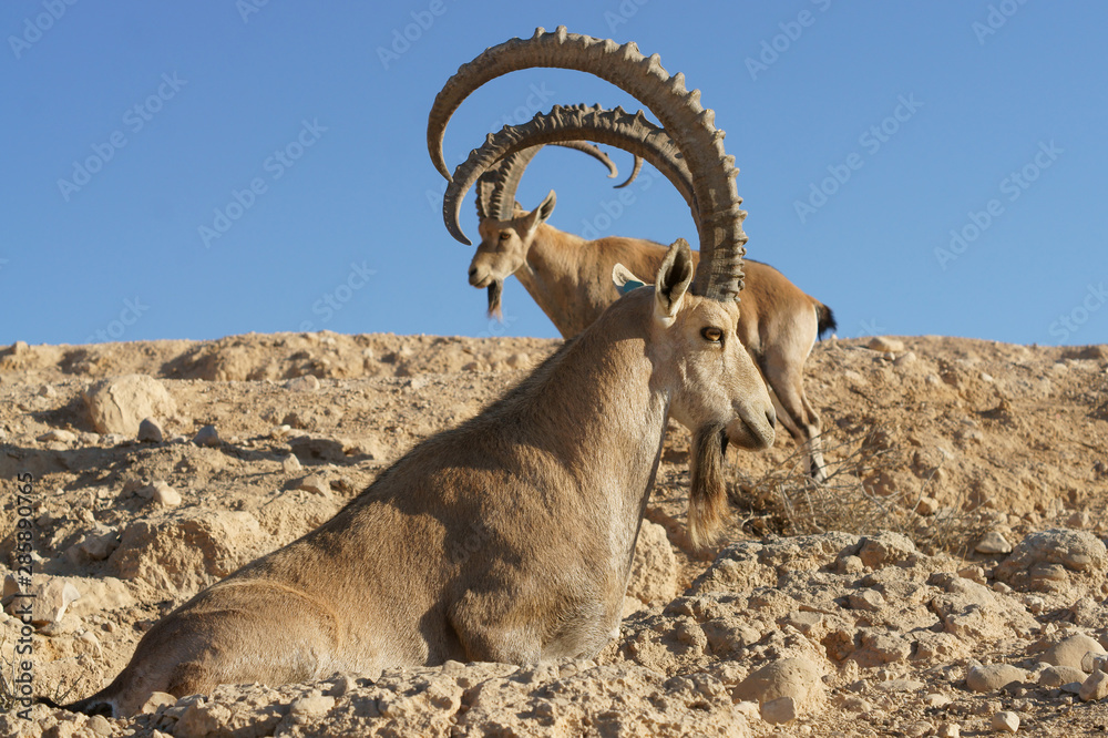 Nubian ibex (Capra nubiana sinaitica) with huge horns in Sde Boker. Negev desert of southern Israel