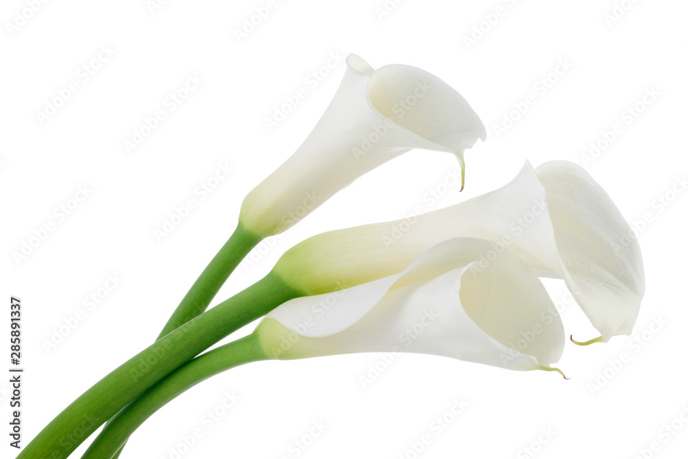 Calla lilies isolated on white background Calla lilies isolated on white background