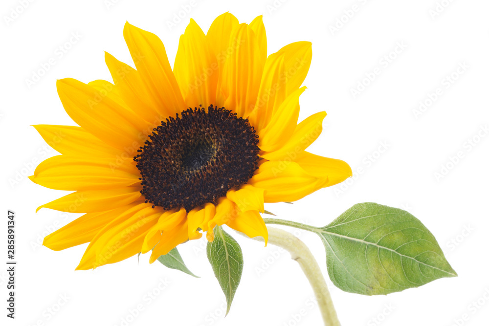 Naklejka premium Sunflower isolated on white background