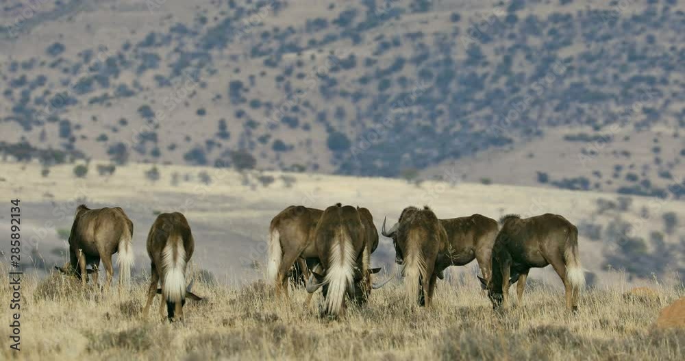 Black wildebeest (Connochaetes gnou) herd walking in natural habitat, Mountain Zebra National Park, South Africa Black wildebeest (Connochaetes gnou) herd walking in natural habitat, Mountain Zebra National Park, South Africa