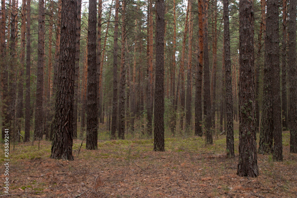 Fototapeta premium forest in autumn