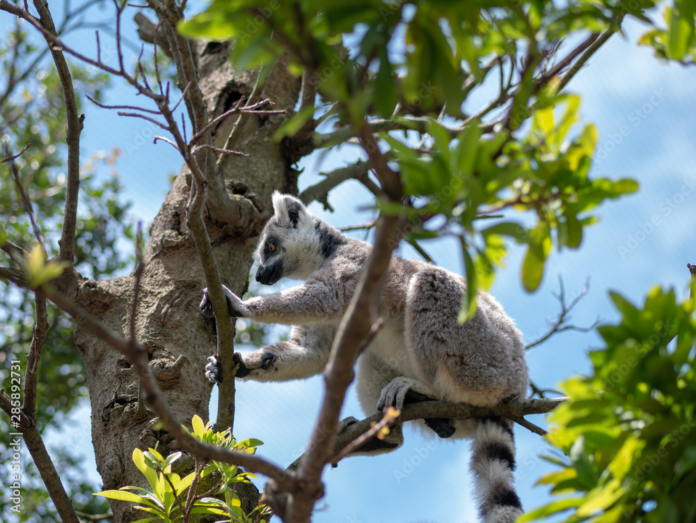 Fototapeta premium Cute ring-tailed lemurs relaxing in the forest