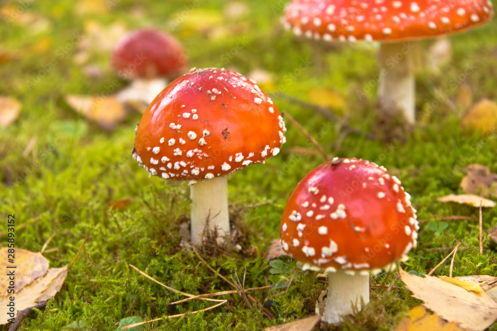 fly agaric mushroom in the forest fly agaric mushroom in the forest