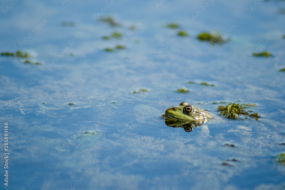 Edible frog - Green frog in its natural environment