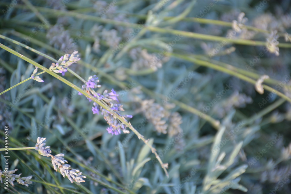 lavande abeille brin fleurs vert violet lavande abeille brin fleurs vert violet