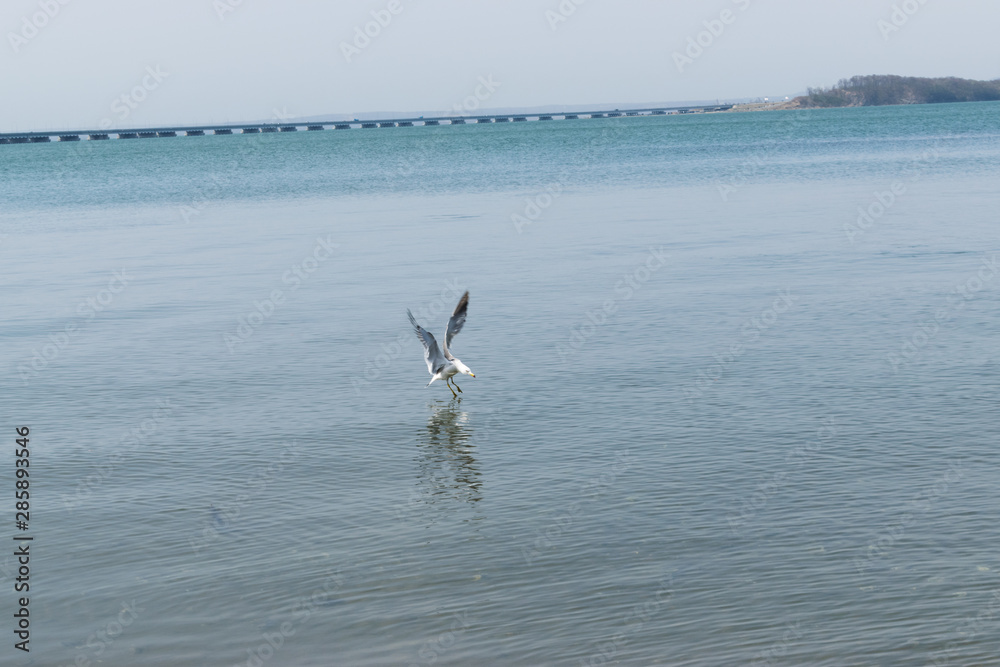 seagull catches fish on the blue sea