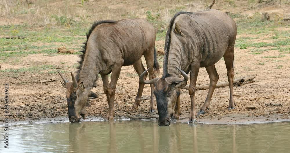 Blue wildebeest (Connochaetes taurinus) drinking water, Mkuze game reserve, South Africa Blue wildebeest (Connochaetes taurinus) drinking water, Mkuze game reserve, South Africa