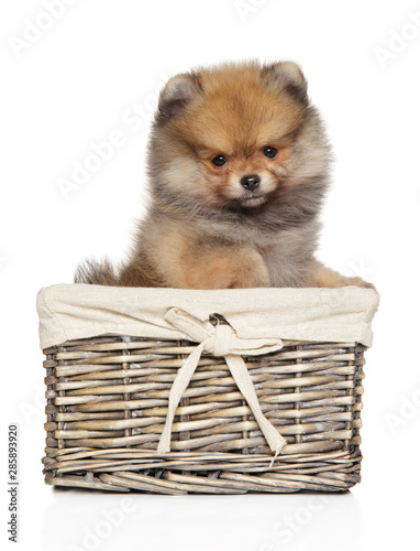 Pomeranian Spitz puppy on white background