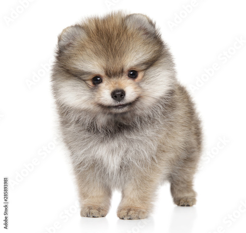Pomeranian Spitz puppy in front on white background photo
