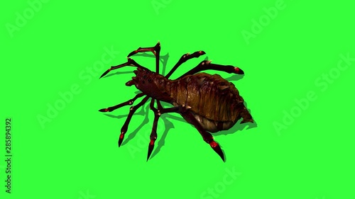 fantasy spider dies - top view - green screen