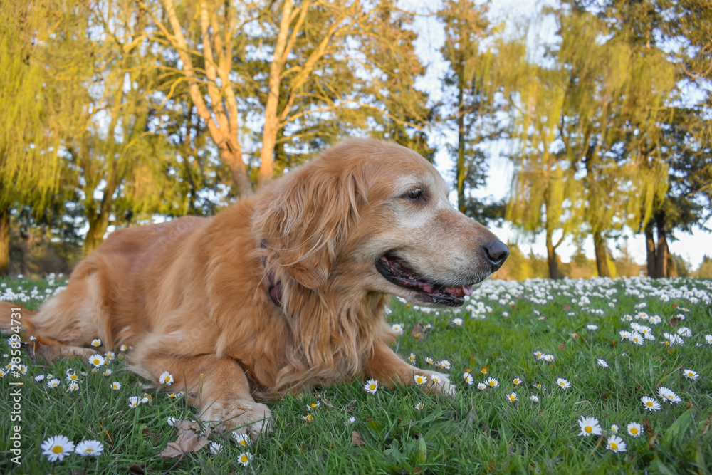 Older Golden Retriever dog resting on grass at the park. Older Golden Retriever dog resting on grass at the park.