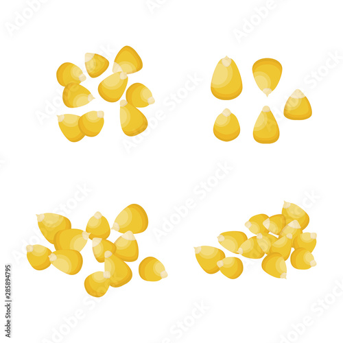 Corn grains. Corn seeds. Isolated on white background. Vector illustration.
