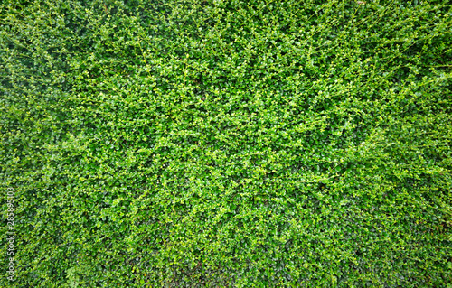 Green leaf wall nature pattern background,tree fence in garden