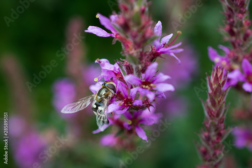 Fototapeta Naklejka Na Ścianę i Meble -  Close-up of Pied Hoverfly (female, Syrphidae - Scaeva pyrastri) on the flowers of the purple loosestrife (Lythrum salicaria)