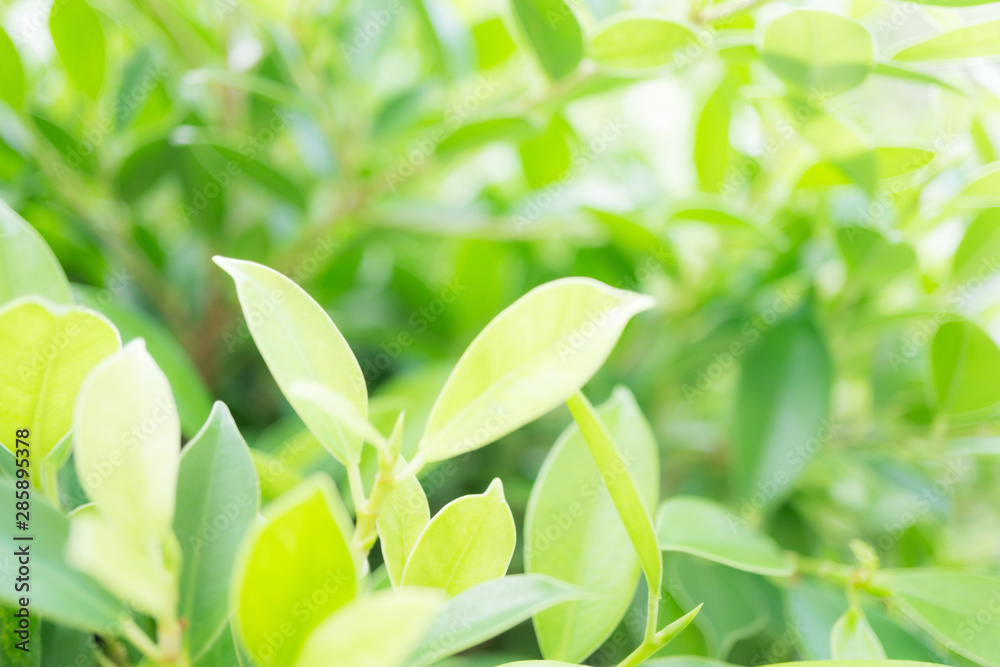 Closeup green leaf nature blurred background with copy space,good ecology,natural green energy plants,selective focus Closeup green leaf nature blurred background with copy space,good ecology,natural green energy plants,selective focus