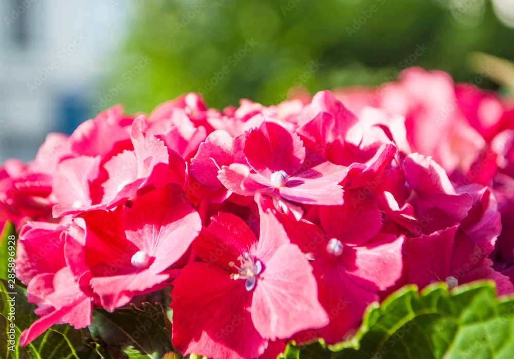 Beautiful pink hortensia hydrangea forehead on a bush in bright sun shine.