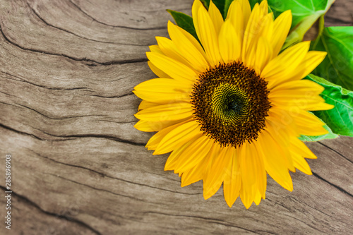 Beautiful Sunflower on wooden background  with place for text