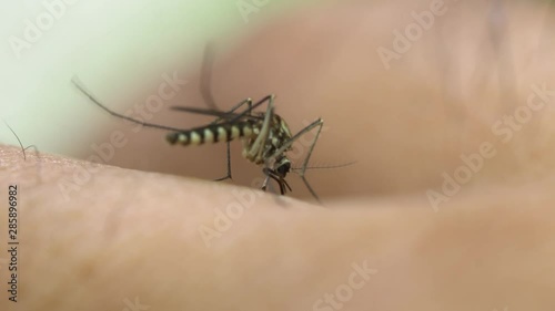 Aedes aegypti Mosquito. Close up a Mosquito sucking human blood,Mosquito Vector-borne diseases,Chikungunya.Dengue fever.Rift Valley fever.Yellow fever.Zika.Mosquito on skin