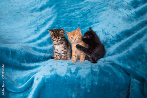 Trio de chatons photo