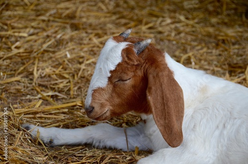 Small goat sleeping on a farm