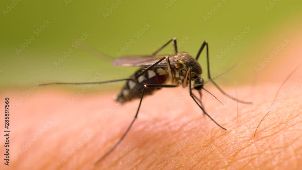 Aedes aegypti Mosquito. Close up a Mosquito sucking human blood,Mosquito Vector-borne diseases,Chikungunya.Dengue fever.Rift Valley fever.Yellow fever.Zika.Mosquito on skin Aedes aegypti Mosquito. Close up a Mosquito sucking human blood,Mosquito Vector-borne diseases,Chikungunya.Dengue fever.Rift Valley fever.Yellow fever.Zika.Mosquito on skin