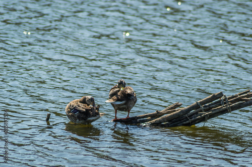 ducks sunning itself on the branches that protrude from the water of the lake