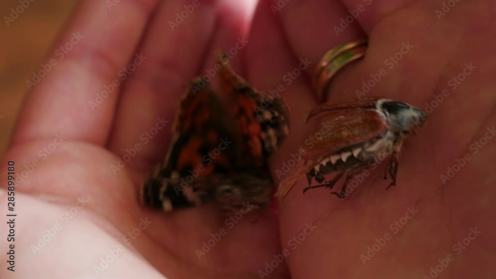 showing dead insects in hand, palm showing dead insects in hand, palm